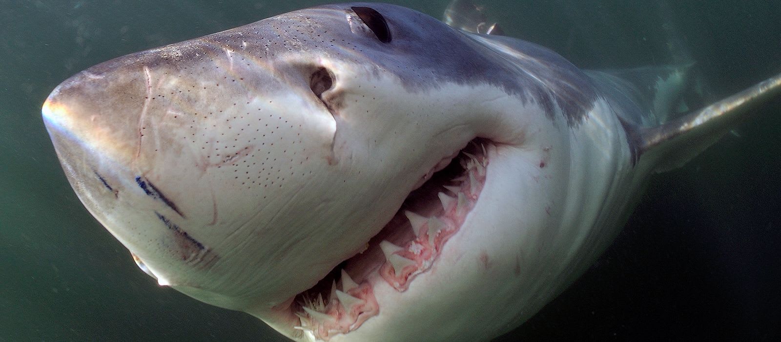 White Shark © Sean Sequeira