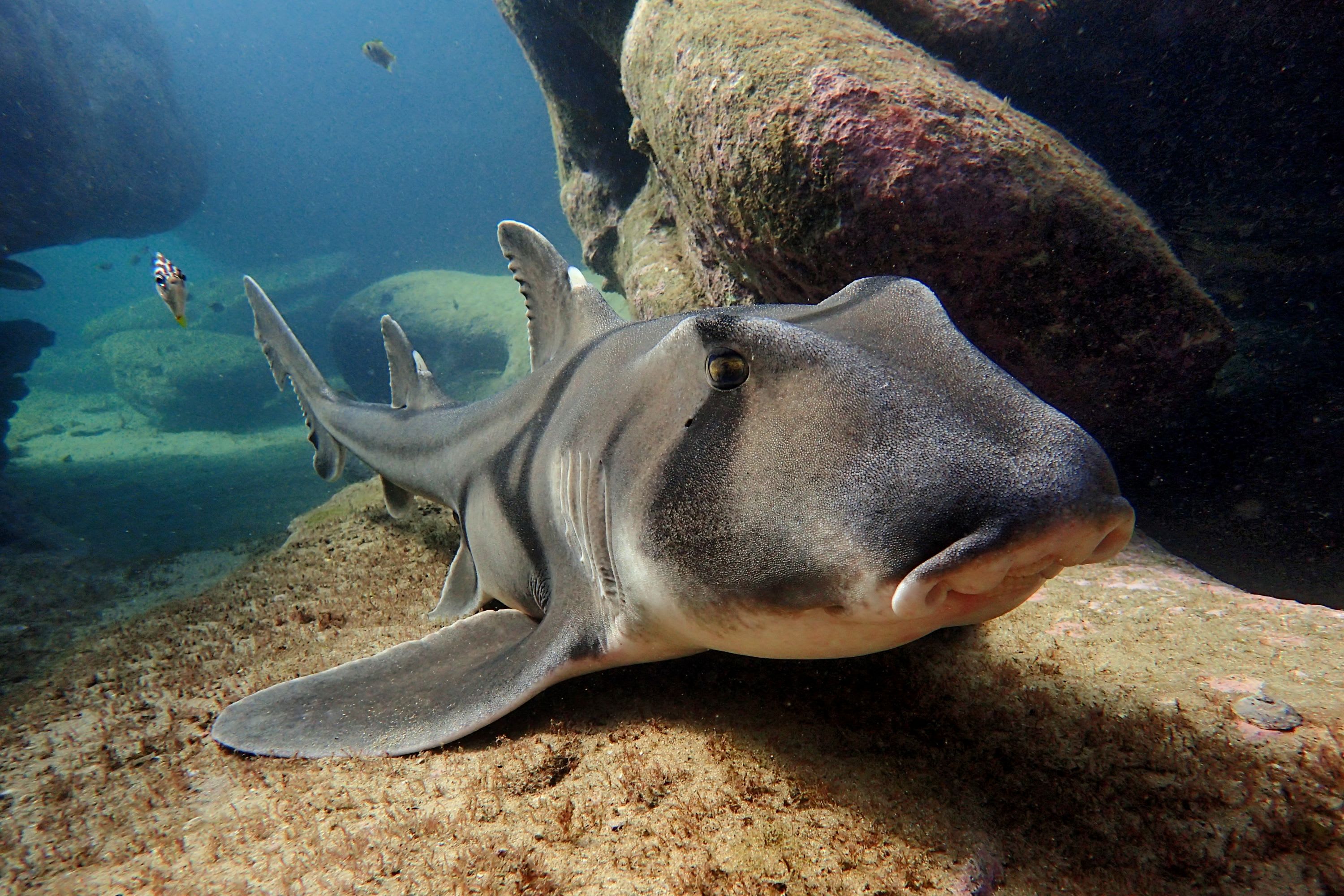 CREATURE FEATURE: PORT JACKSON SHARK