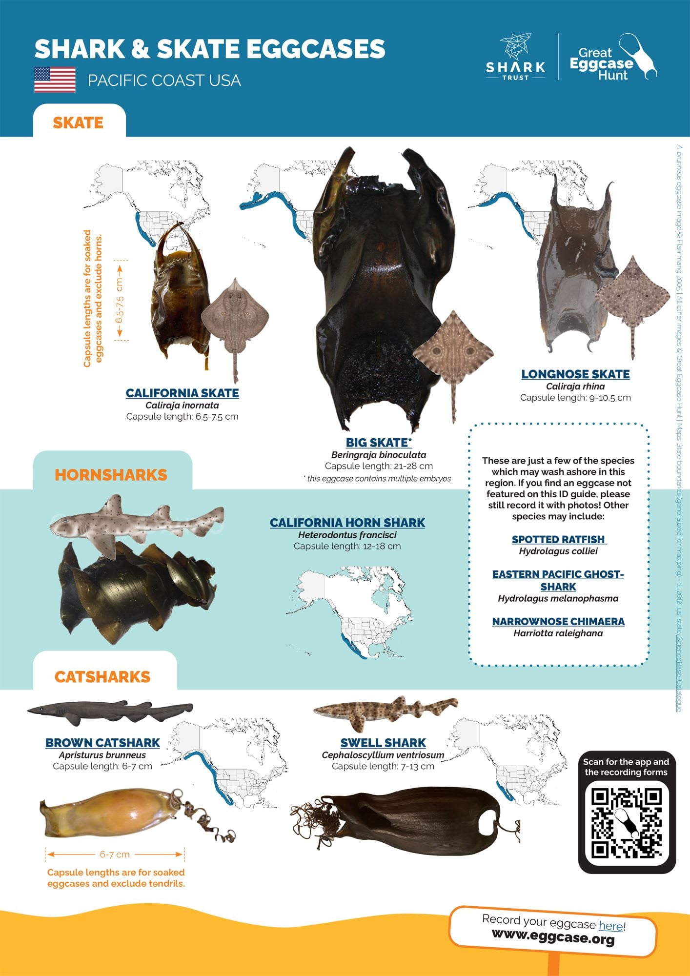 Great Eggcase Hunt ID Poster for USA & Gulf of Mexico