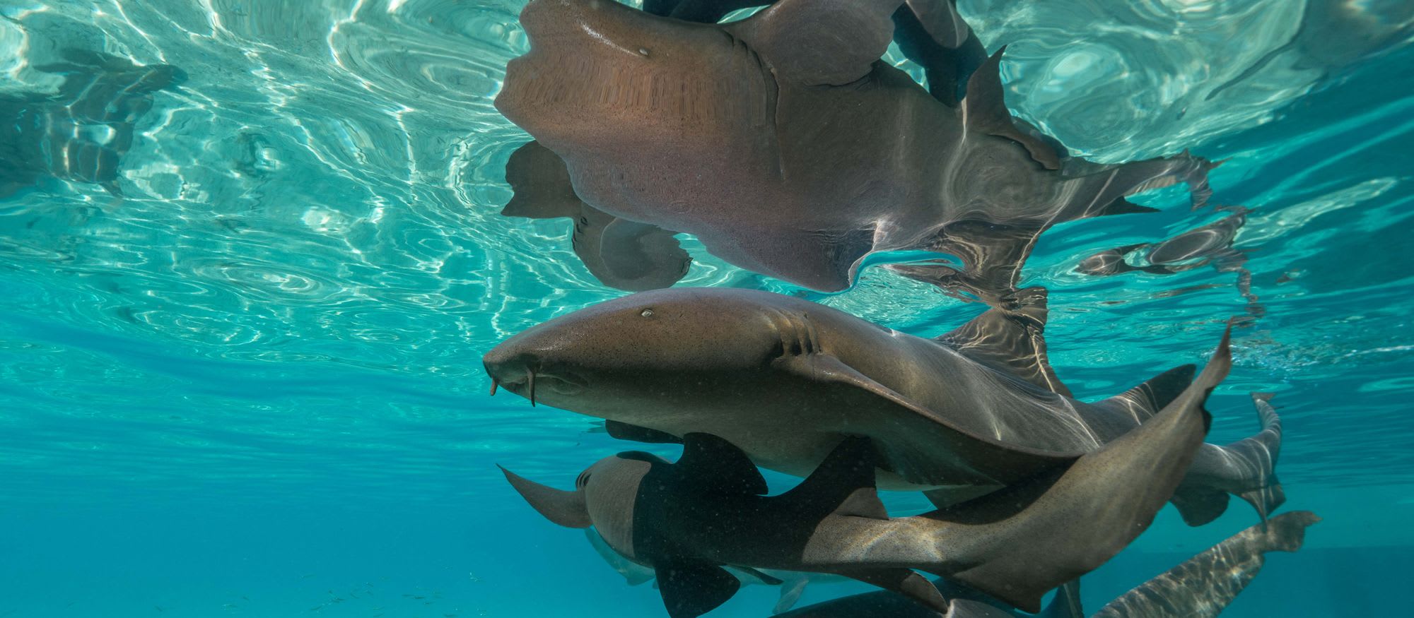 CREATURE FEATURE: NURSE SHARKS