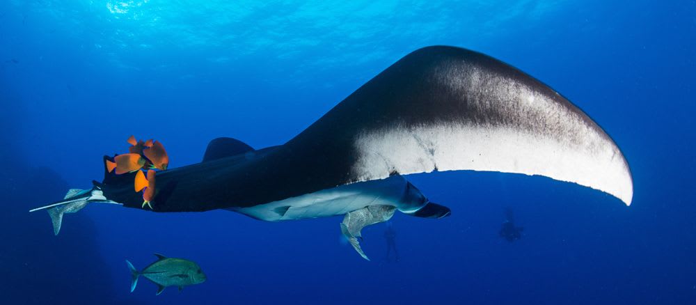 The Indian Ocean Tuna Commission (IOTC)