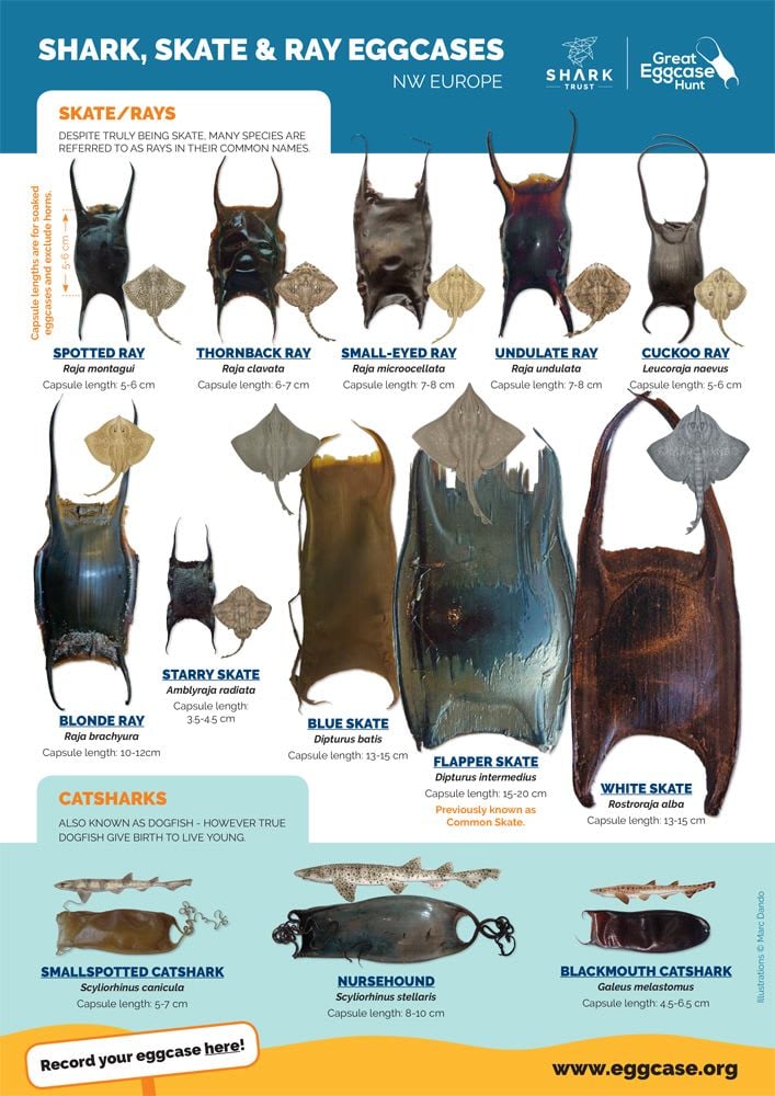 Shark, Skate & Ray Eggcase ID Guide