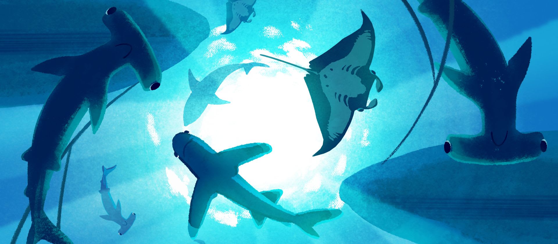 Big Shark Pledge