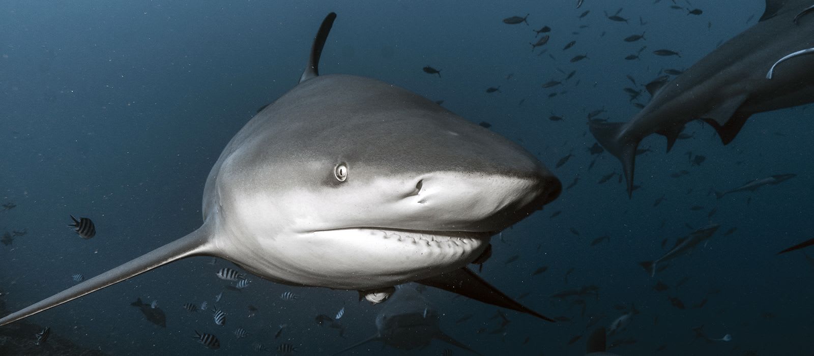 Human-Shark Conflict