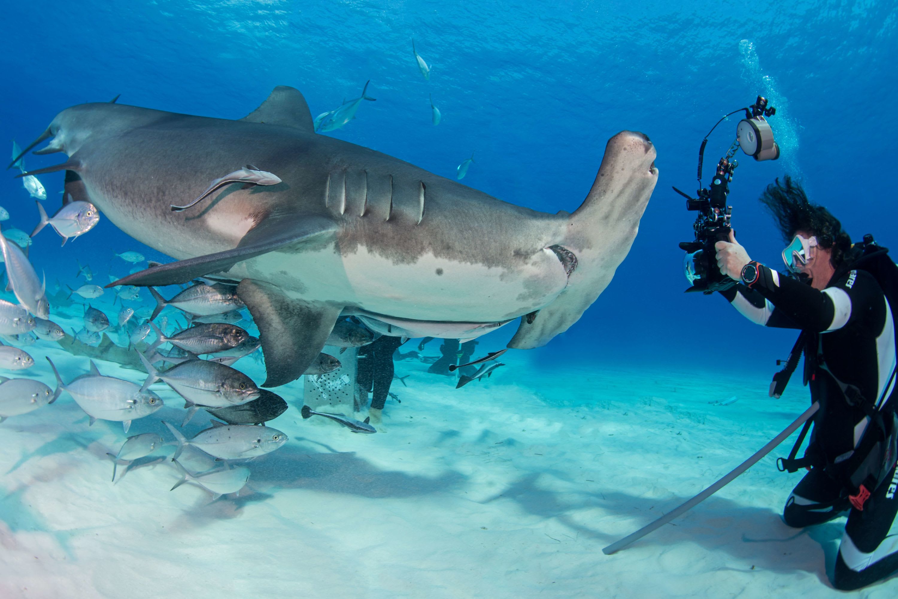 360 Shark Live Talk