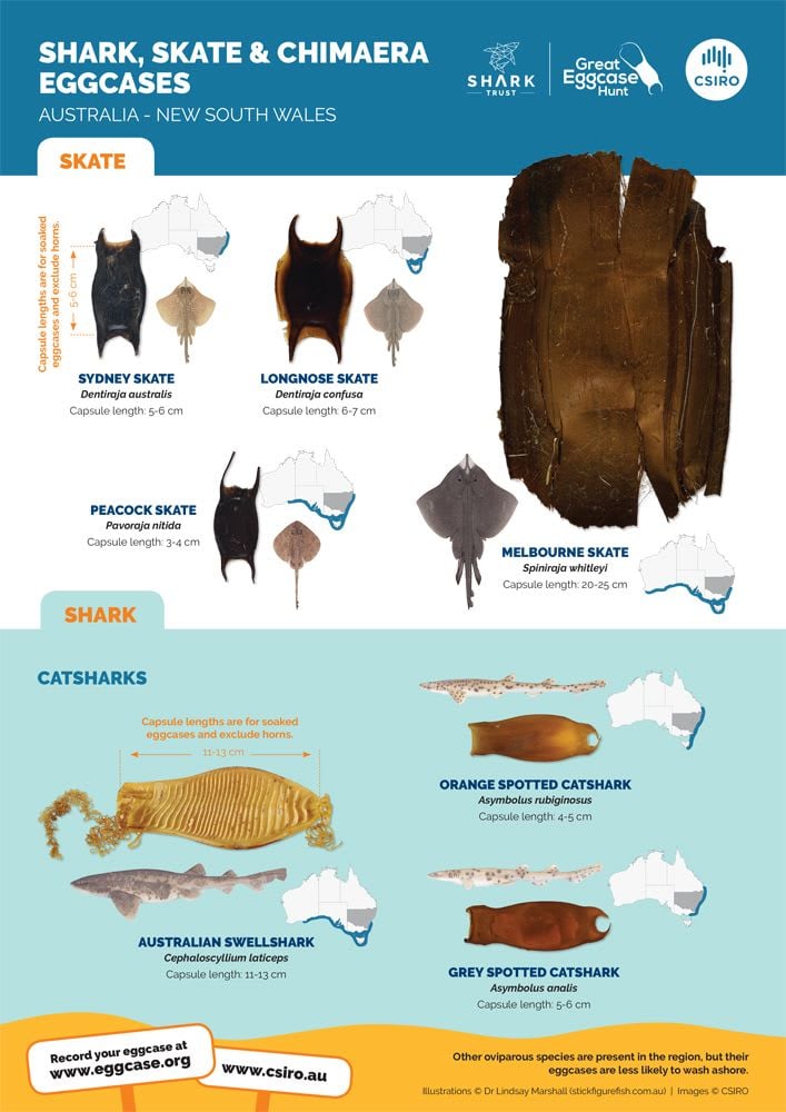 Great Eggcase Hunt ID Poster for Australia