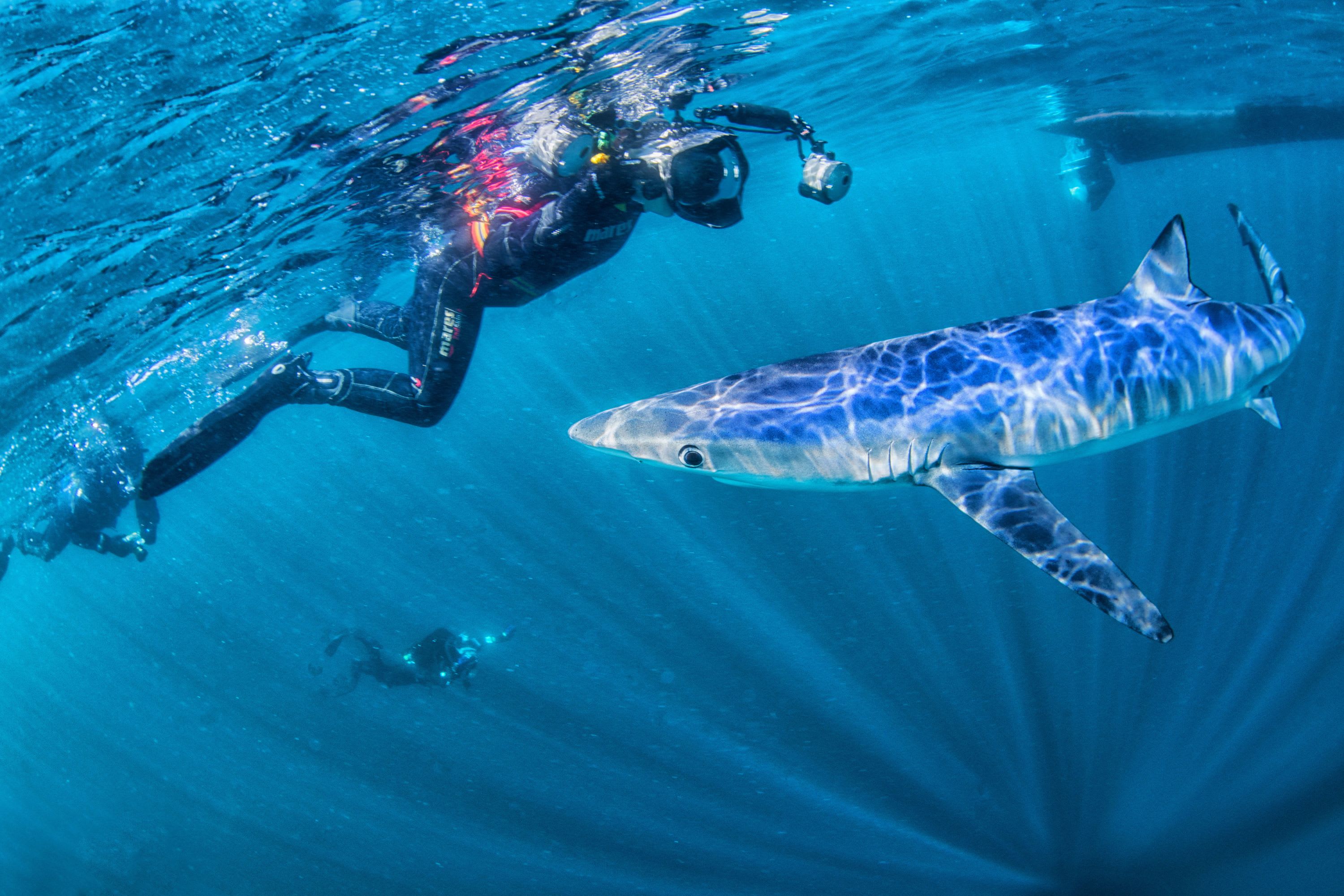 Blue Shark