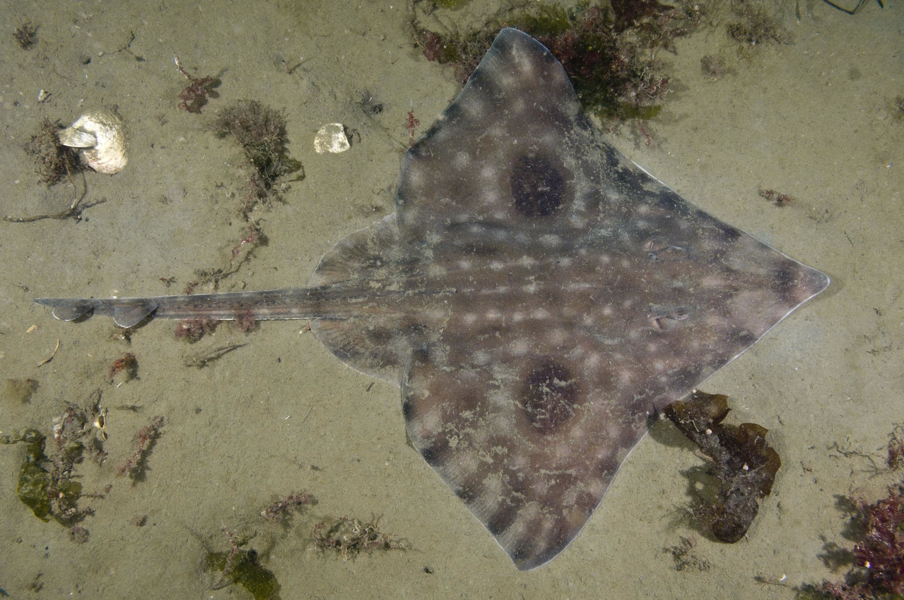 Big Skate