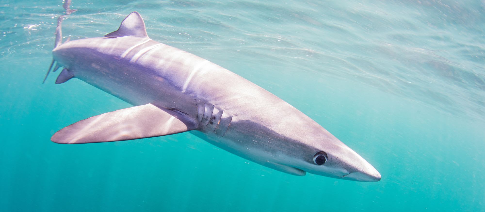 Brrr itish Sharks: What happens when it gets cold?