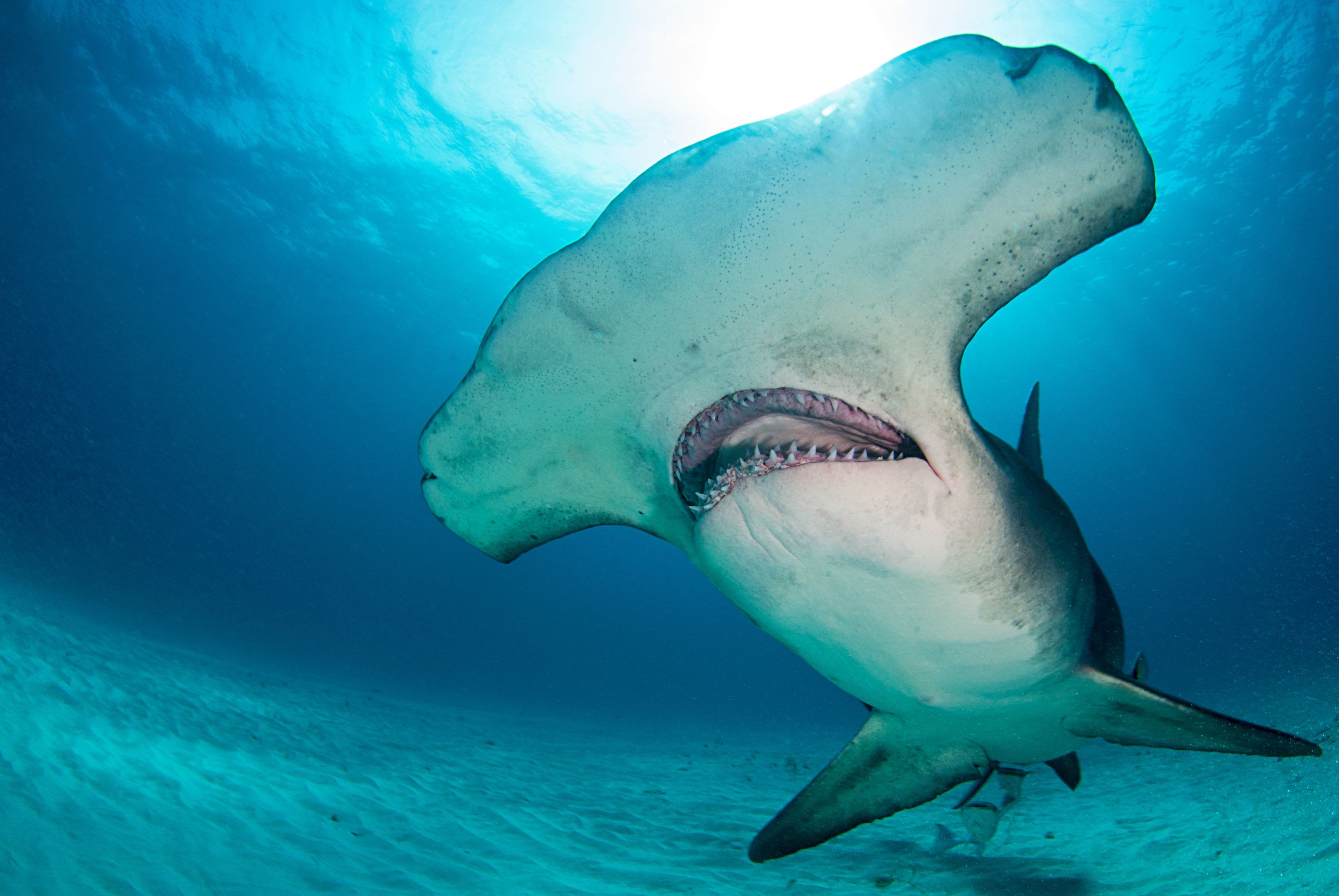 Shark Stories