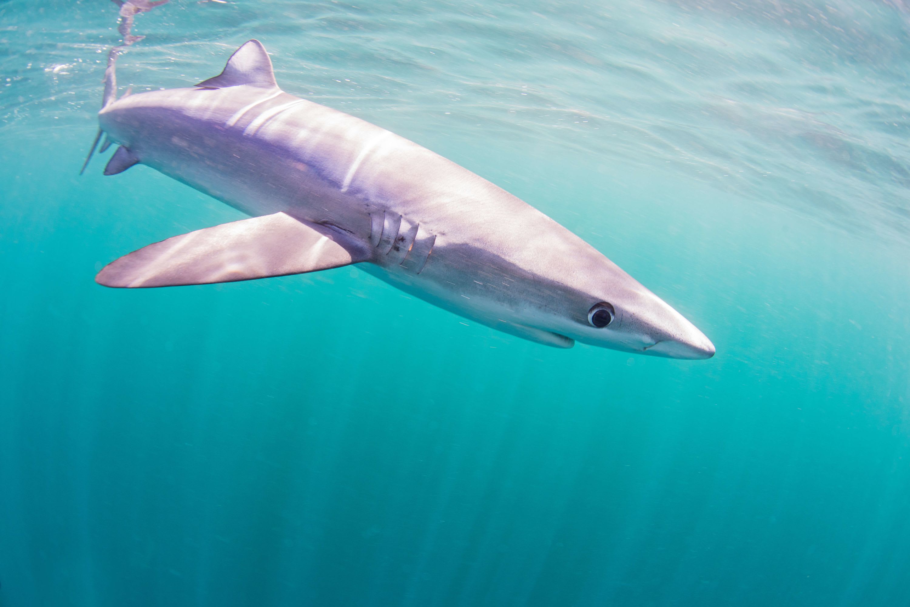 Blue Shark season kicks off!