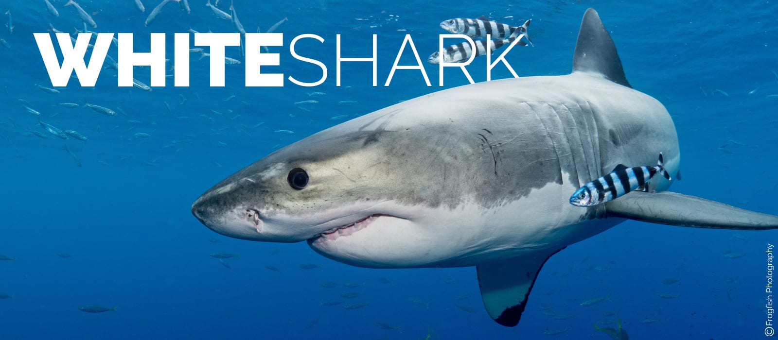 White Shark