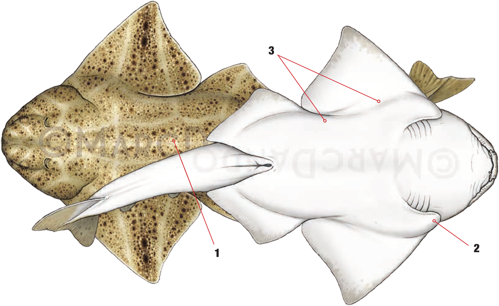 Illustration of the Angelshark with numbered arrows marking each identifying feature