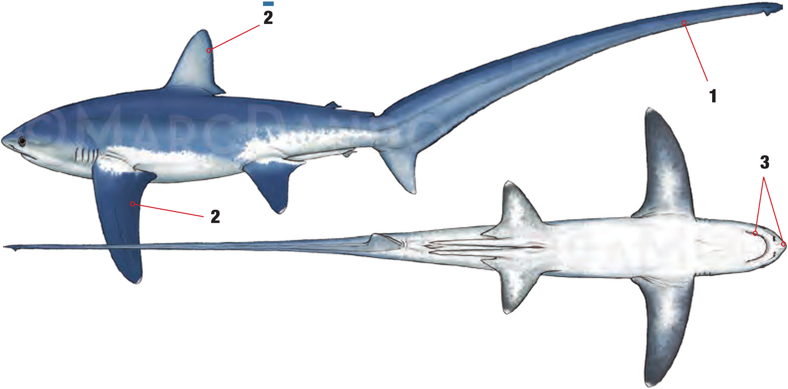 Illustration of the Common Thresher Shark with numbered arrows marking each identifying feature
