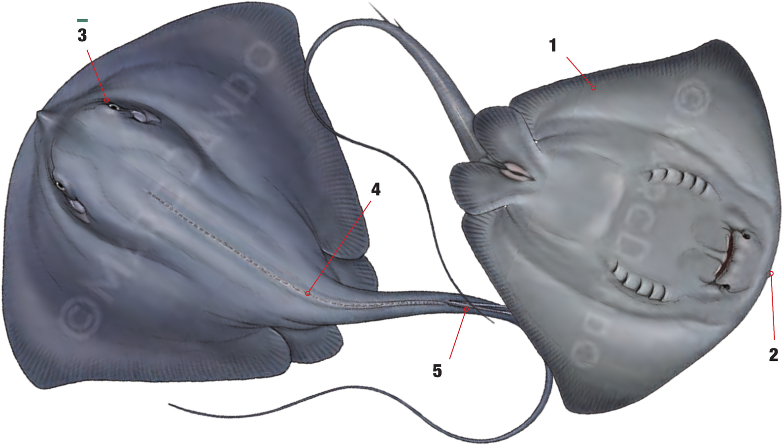 Illustration of the Pelagic Stingray with numbered arrows marking each identifying feature