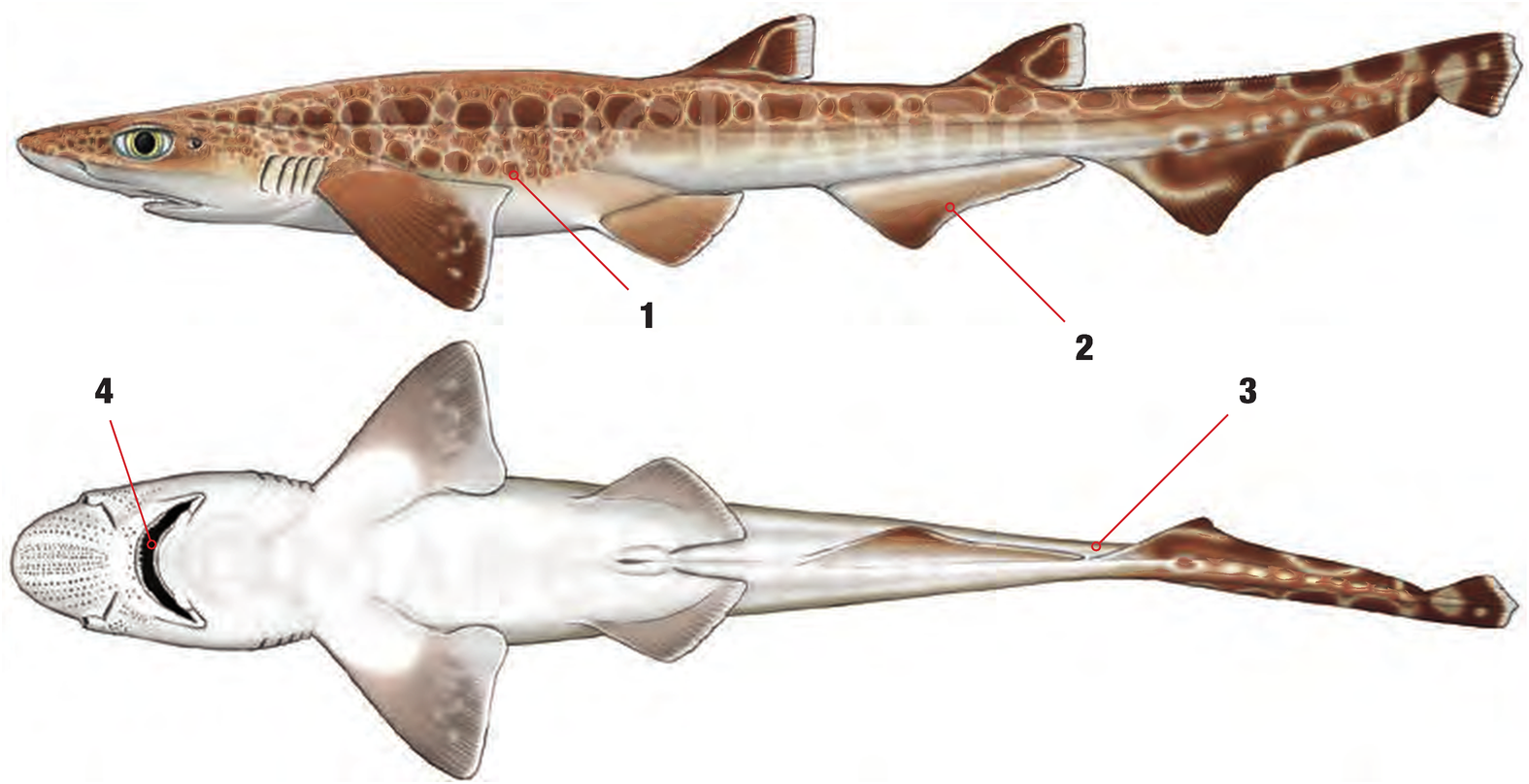 Illustration of the Blackmouth Catshark with numbered arrows marking each identifying feature