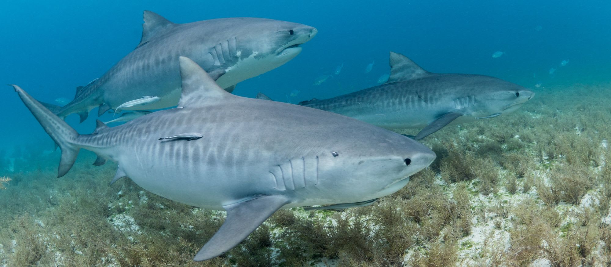 Discover Sharks