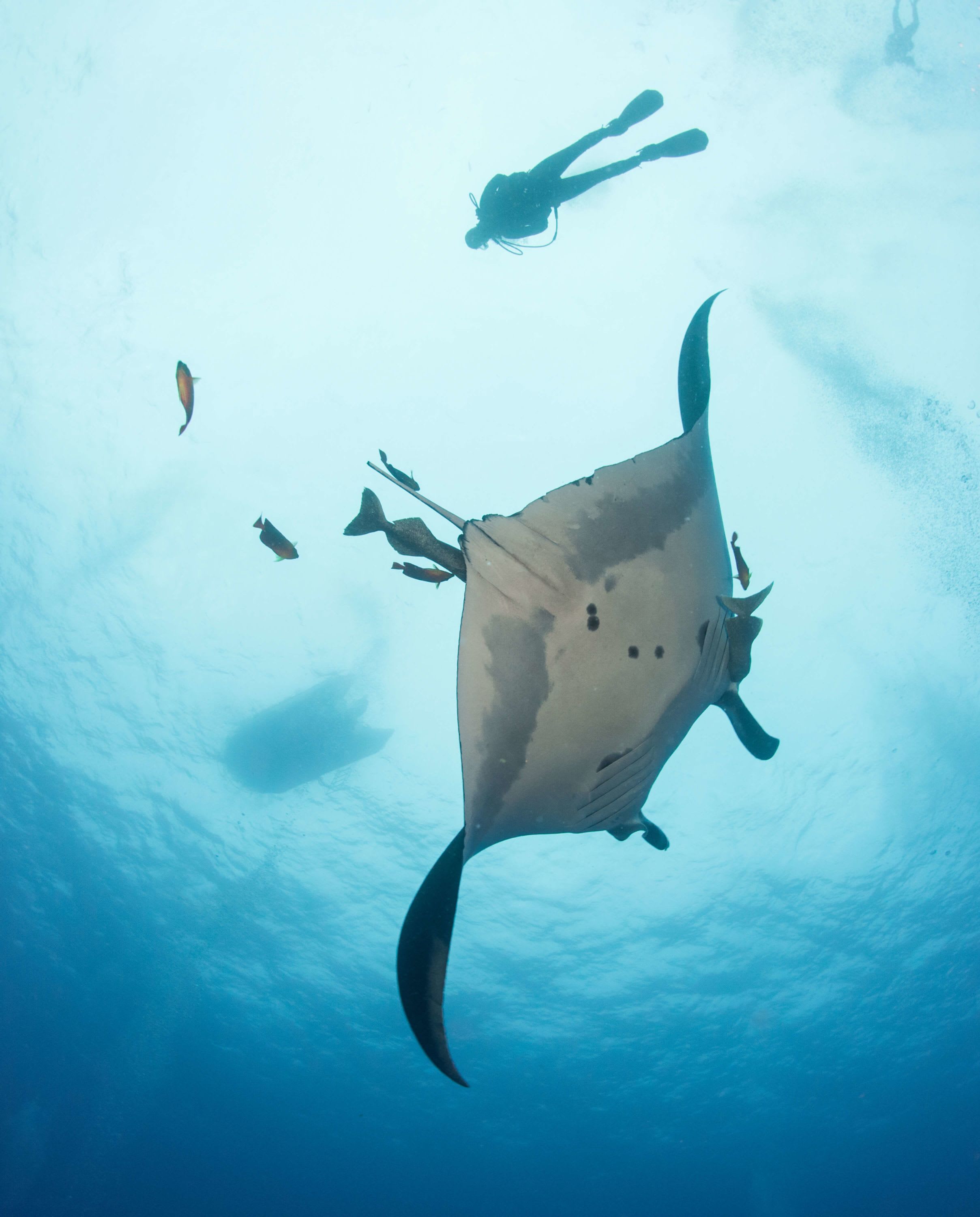 Immersive technology in shark conservation
