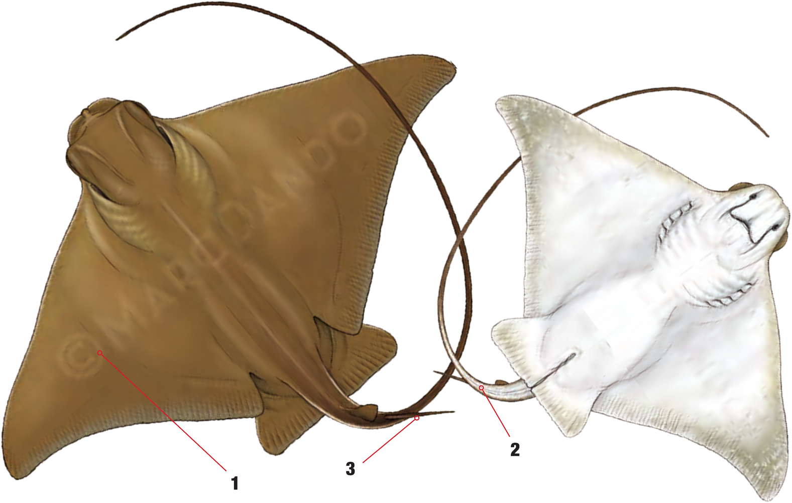 Illustration of the Common Eagle Ray with numbered arrows marking each identifying feature