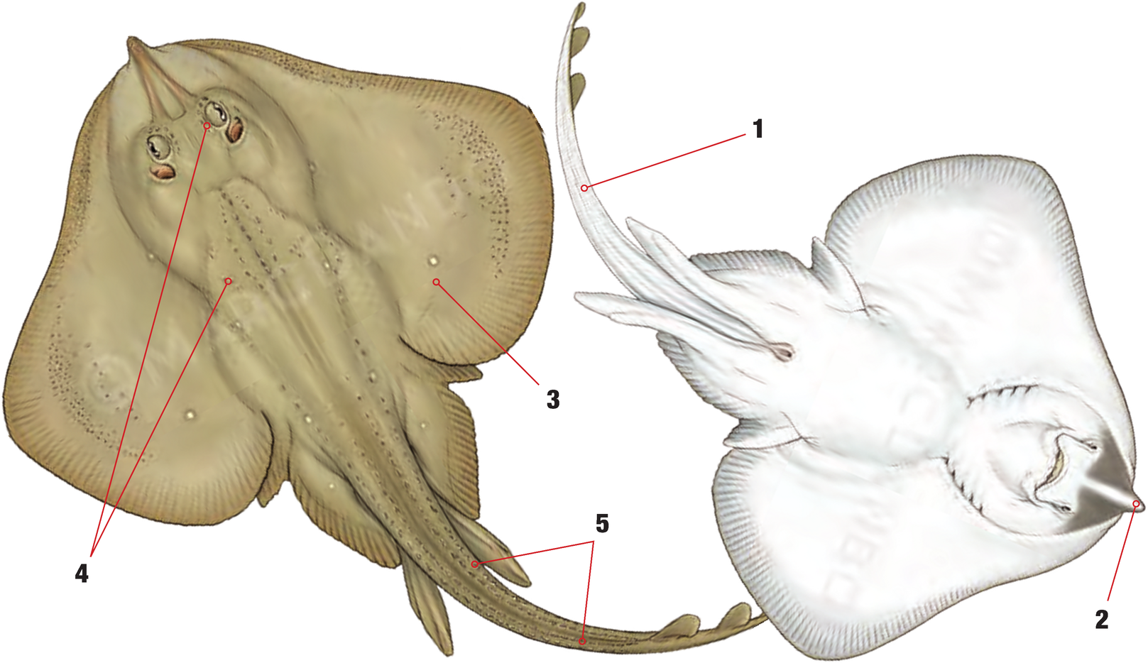 Illustration of the Sandy Ray with numbered arrows marking each identifying feature