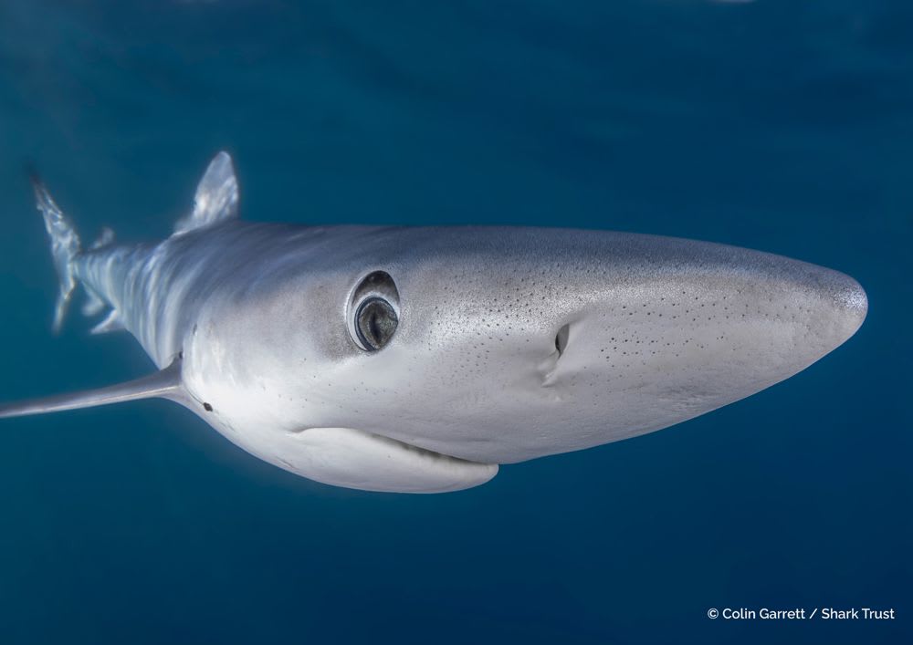 Runner Up: Blue Shark by Colin Garrett