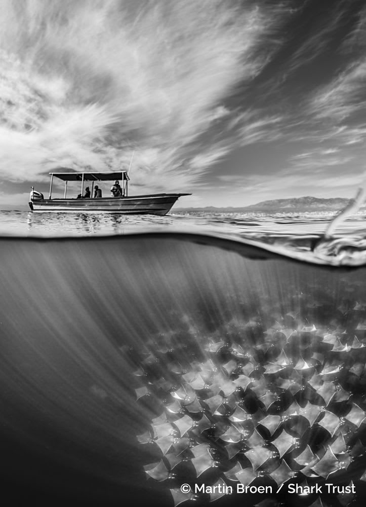 Winner: Migrating mobular rays by Martin Broen