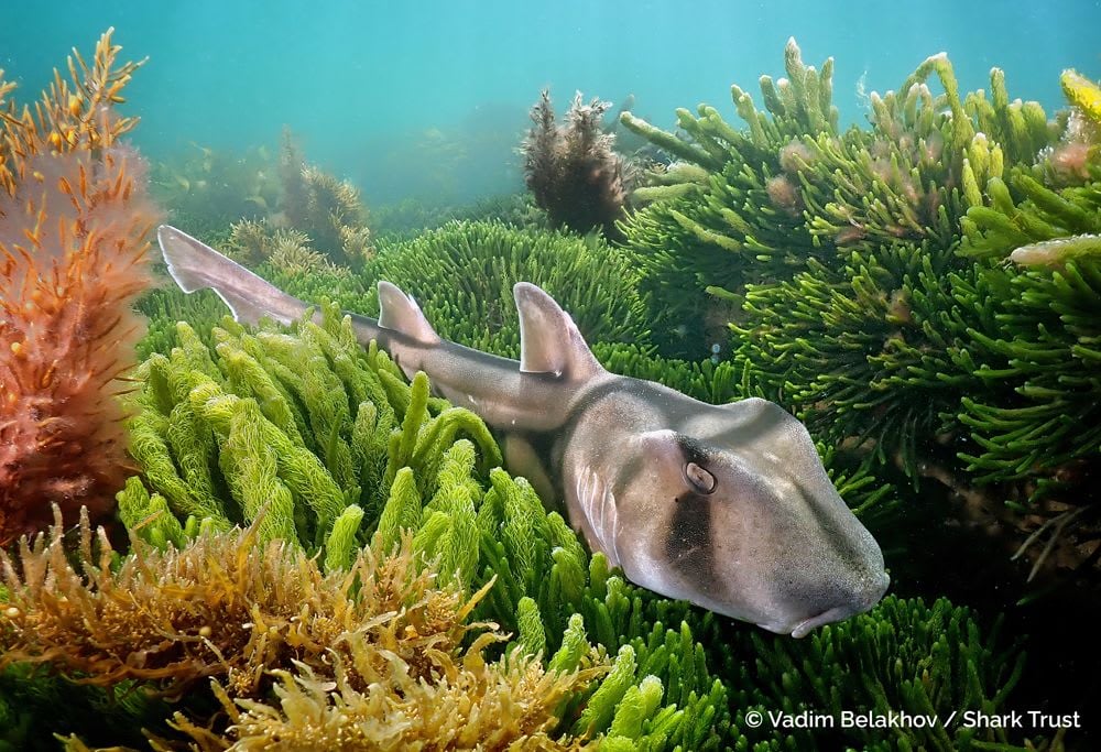 Runner Up: Port Jackson Shark by Vadim Belakhov