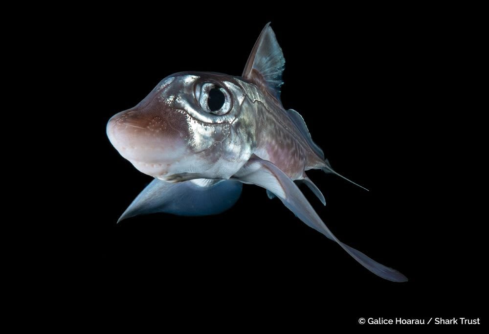 Runner Up: Chimaera by Galice Hoarau