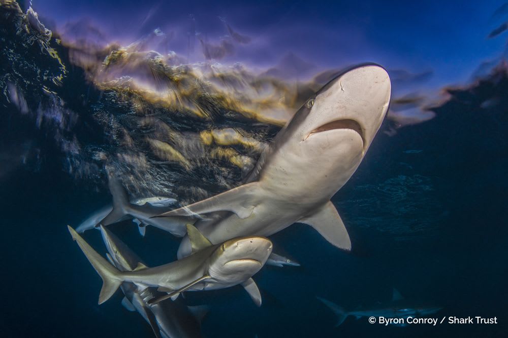 Winner: Silky Sharks by Byron Conway