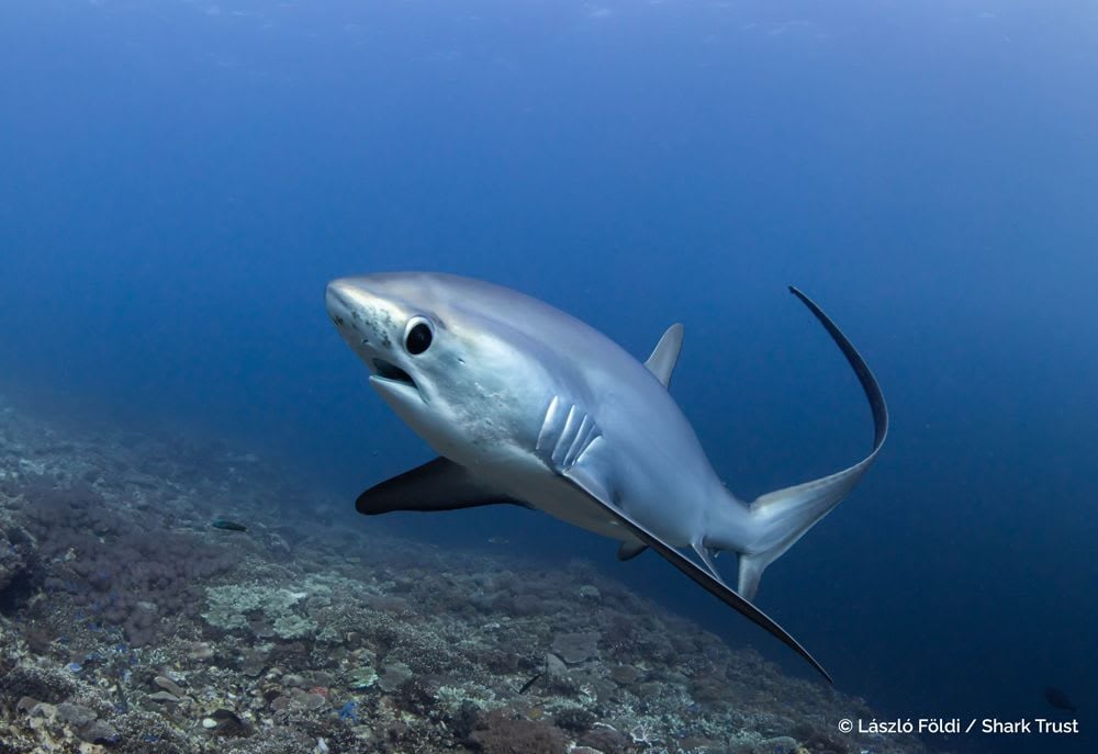 Runner Up: Thresher Shark by László Földi