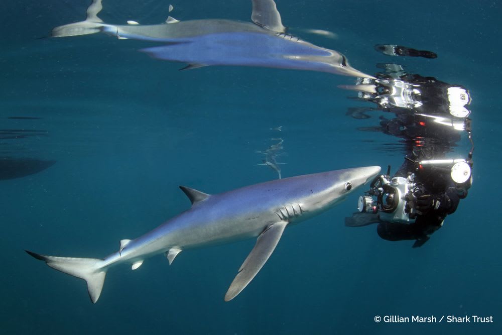 Winner: Blue Shark by Gillian Marsh