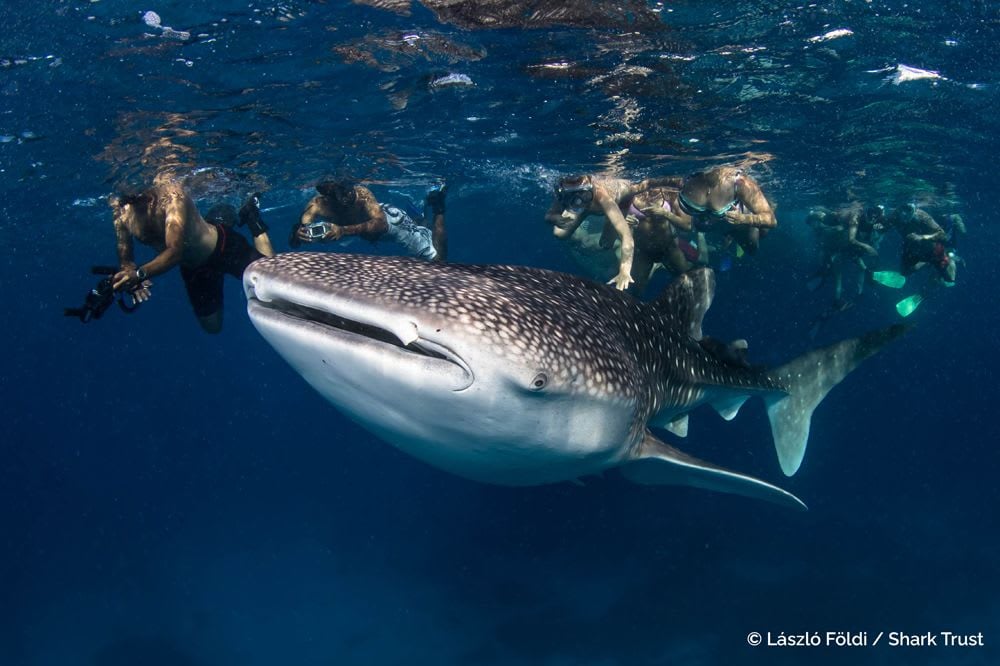 Runner Up: Whale Shark by László Földi