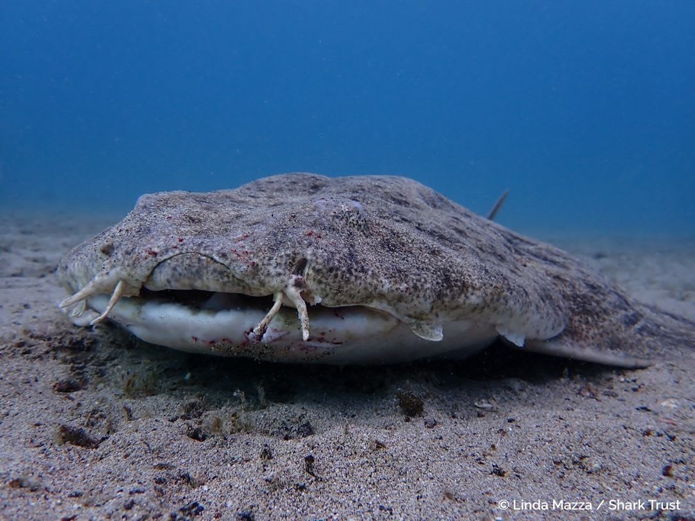 Winner: Angelshark by Linda Mazza