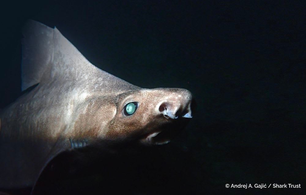 Runner Up: Angular Rough Shark by Andrej A. Gajić