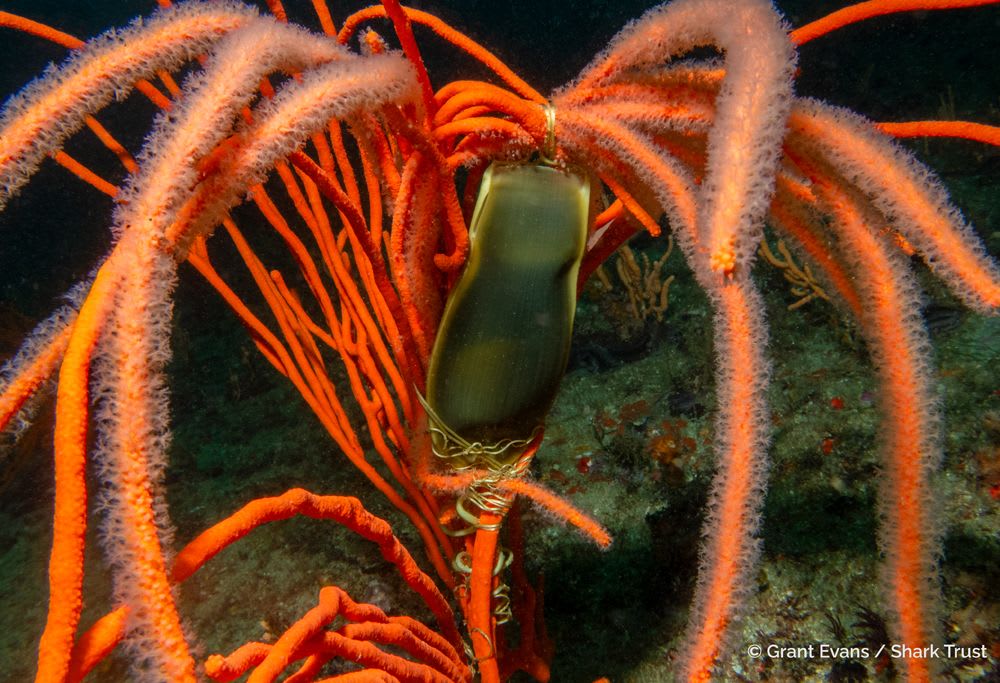 Winner: Pyjama Shark eggcase by Grant Evans