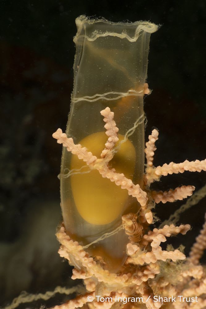 Runner Up: Smallspotted Catshark eggcase by Tom Ingram