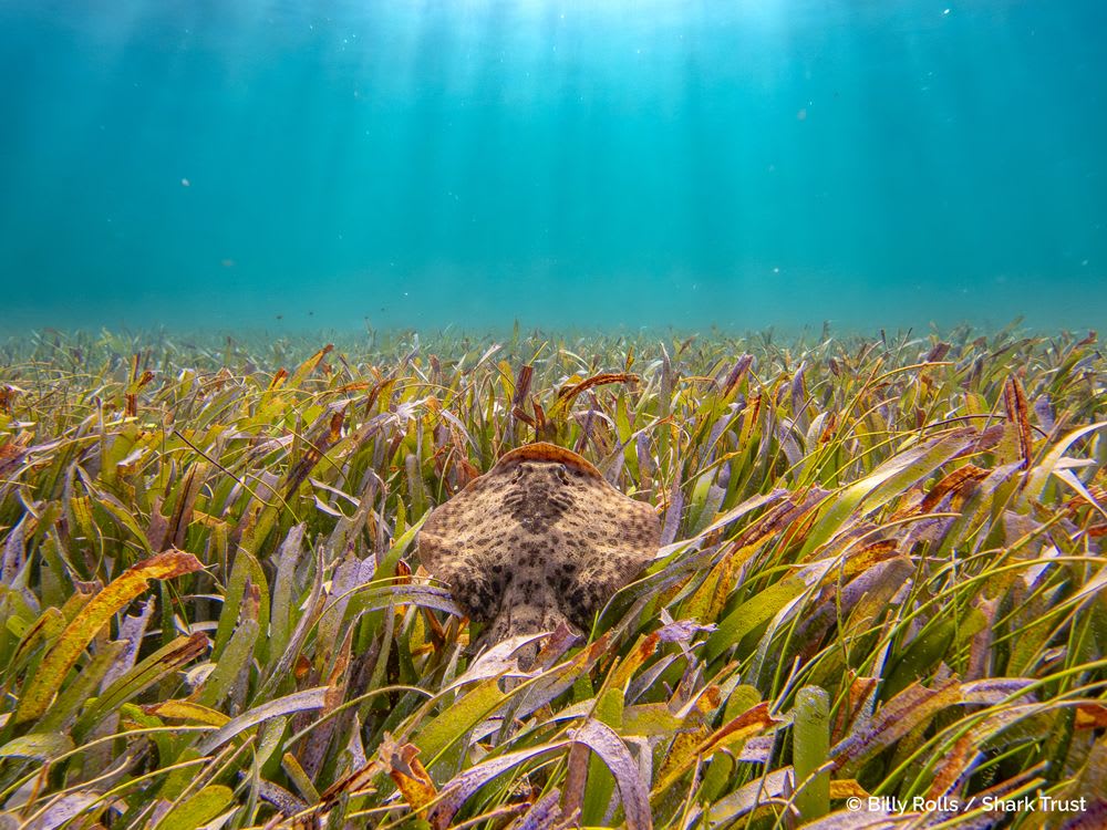 Yellow Stingray by Billy Rolls