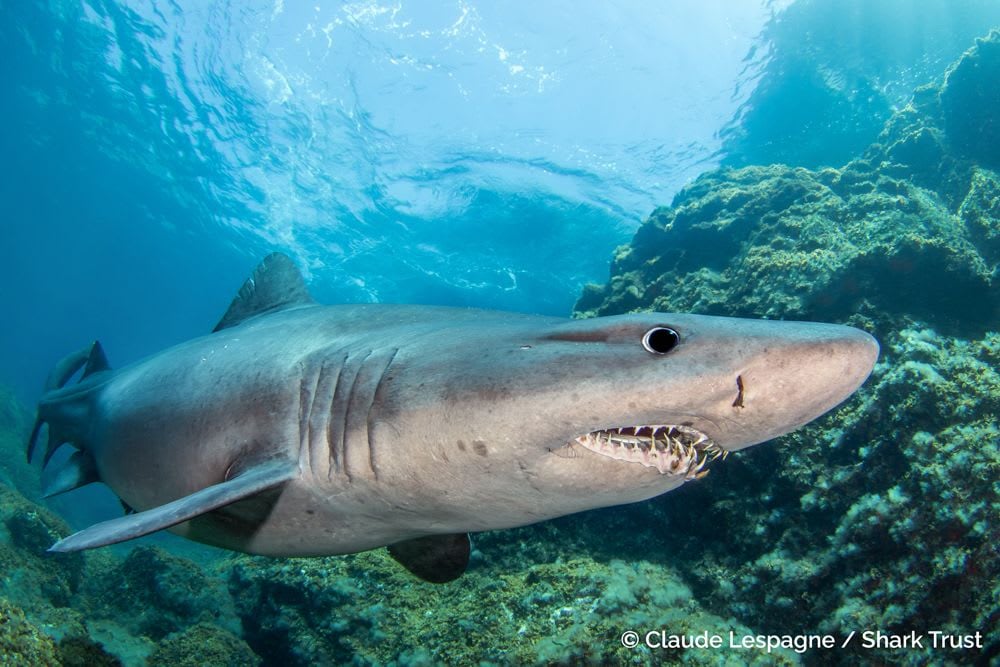 Smalltooth Sand Tiger Shark by Claude Lespagne