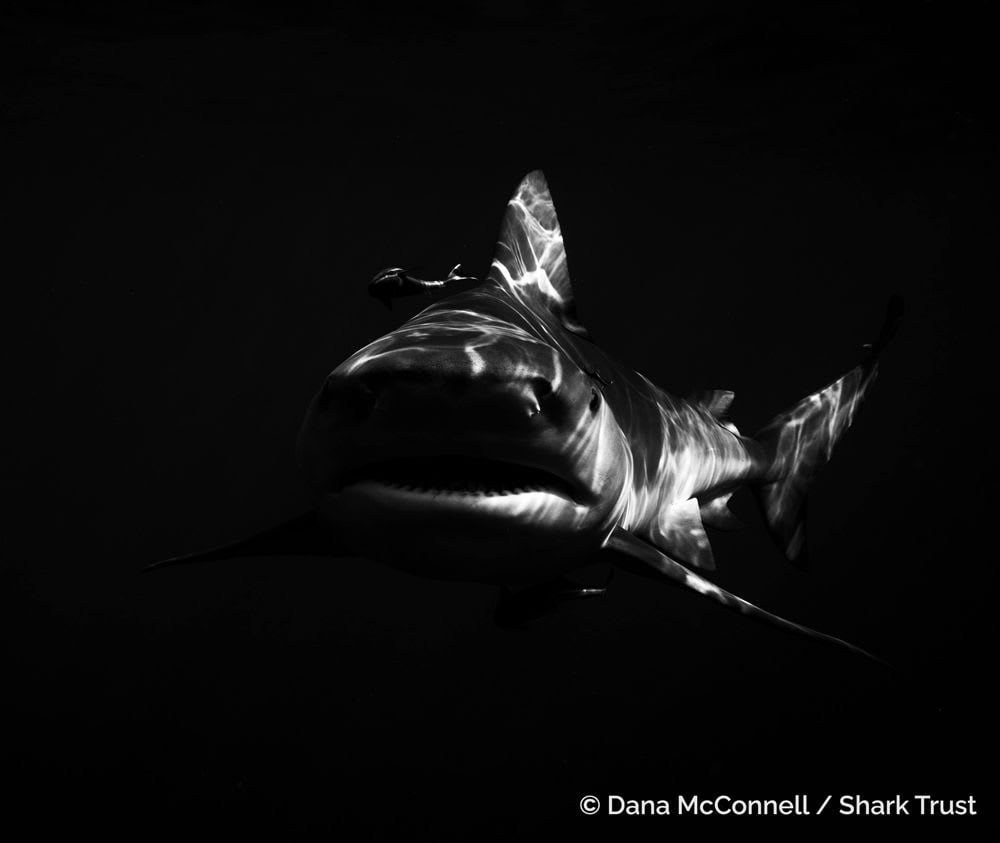 Bull Shark by Dana McConnell