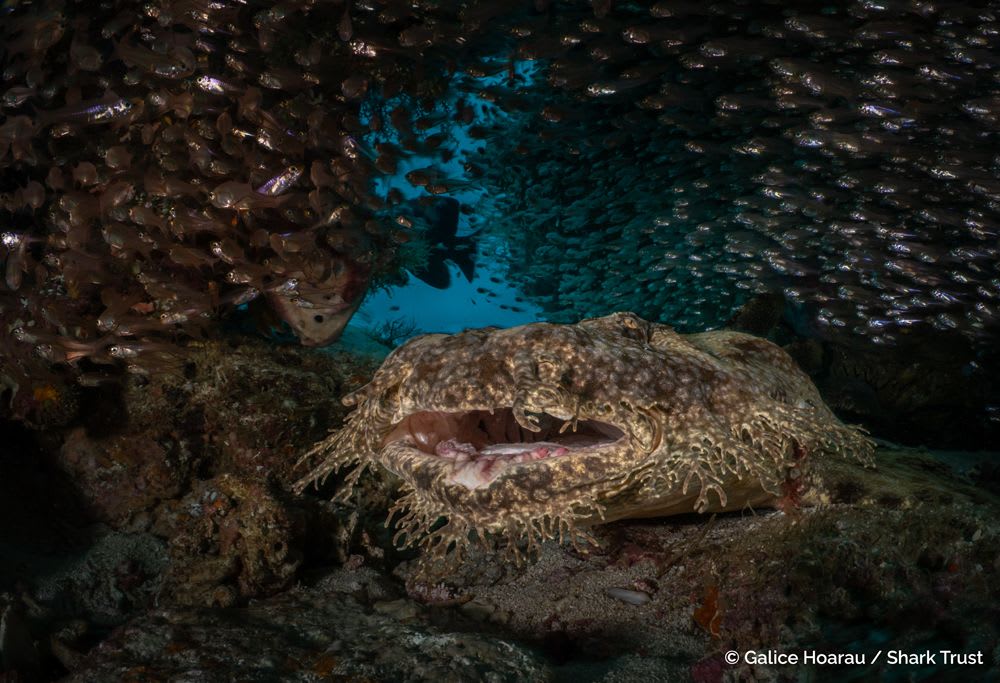 Wobbegong by Galice Hoarau