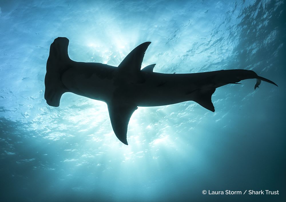 Great Hammerhead Shark by Laura Storm
