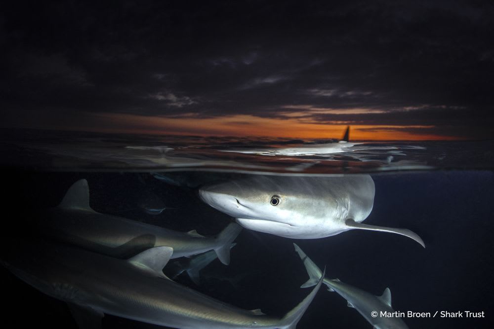 Caribbean Reef Shark by Martin Broen