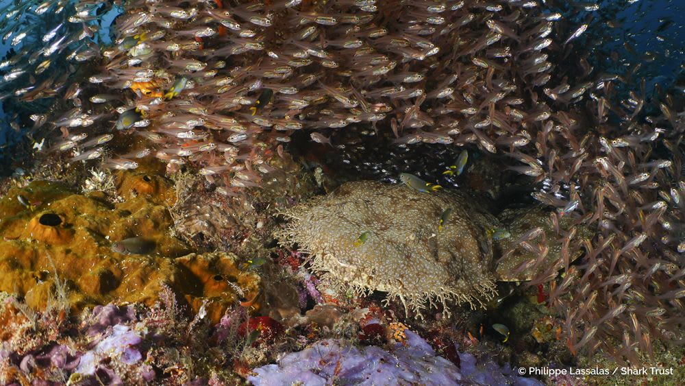 Wobbegong by Philippe Lassalas