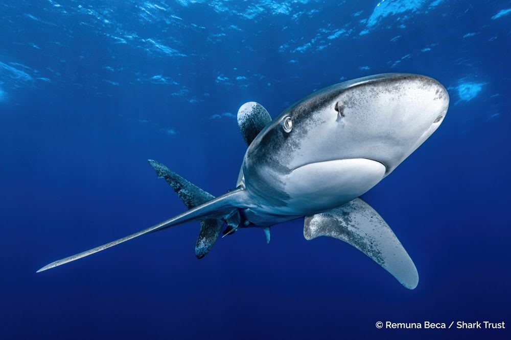 Oceanic Whitetip Shark by Remuna Beca