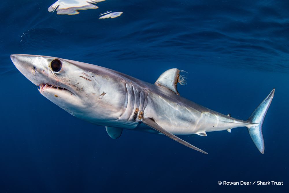 Shortfin Mako Shark by Rowan Dear