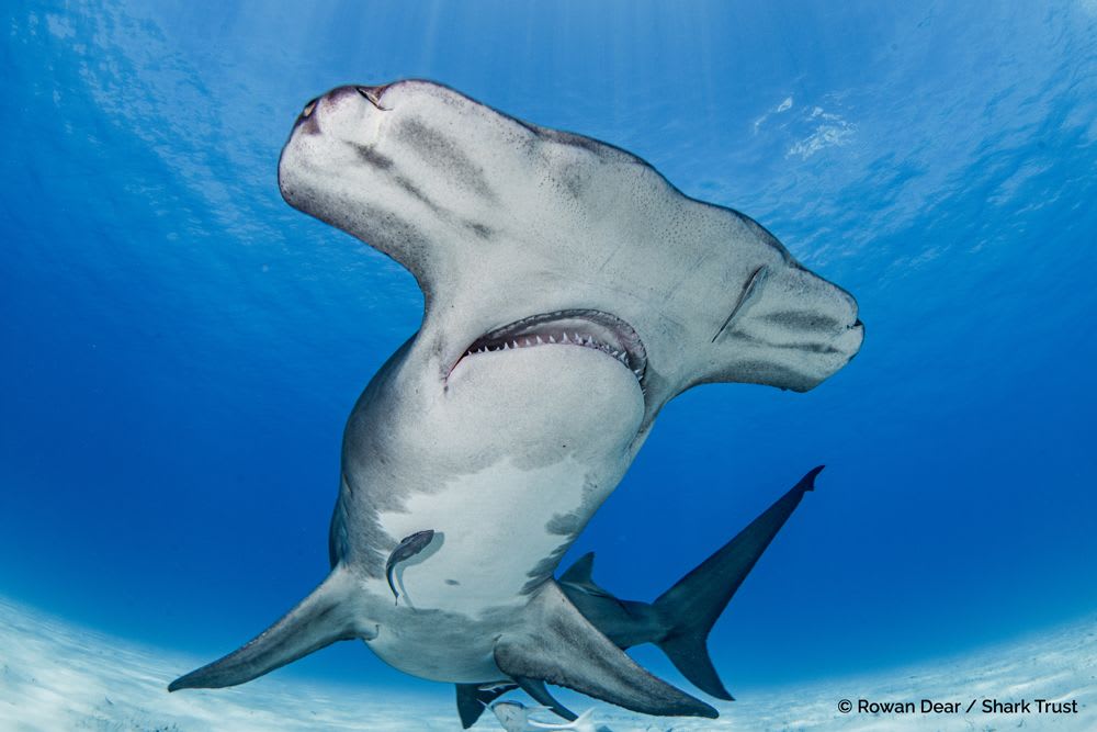 Great Hammerhead Shark by Rowan Dear