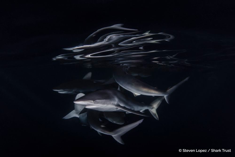 Silky Sharks by Steven Lopez