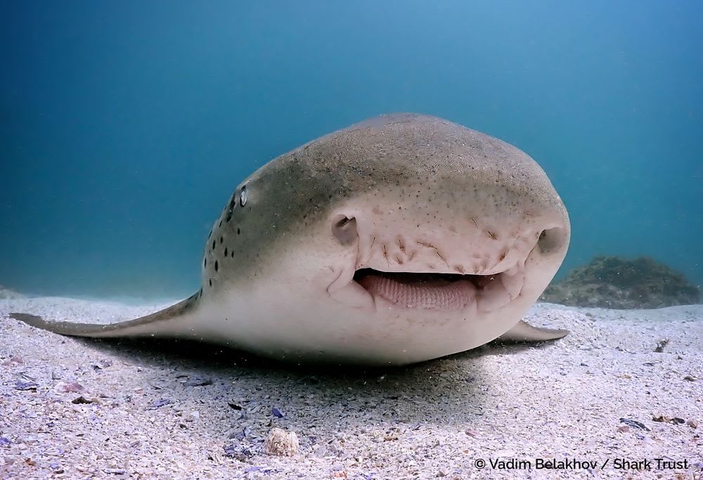 Why Sharks Matter