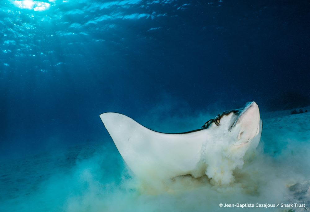 Spotted Eagle Ray by Jean-Baptiste Cazajous