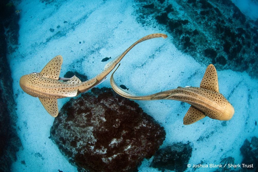 Indo-Pacific Leopard Sharks by Joshua Blank